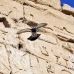temple_habu_lux_h_0137_egy2348.jpg